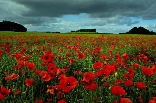 In Flanders Fields